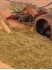 gyros-0119_medium.jpg