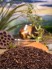 Ger�steter Matetee Vanille - naturbelassen