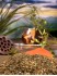 Gr�ner Matetee natur