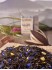 Schwarztee Misses Grey Darjeeling - mit nat�rlichem Aroma