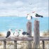 831170_servietten_ambiente_seagulls_on_the_dock.jpg