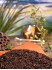 Ger�steter Matetee natur
